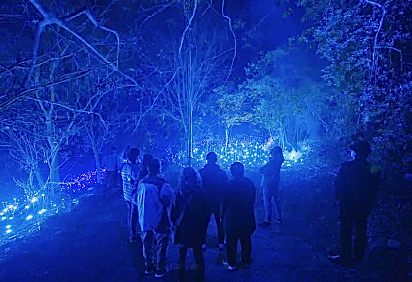 Astra Lumina light display experience coming to West Seattle Dec. 9 ...